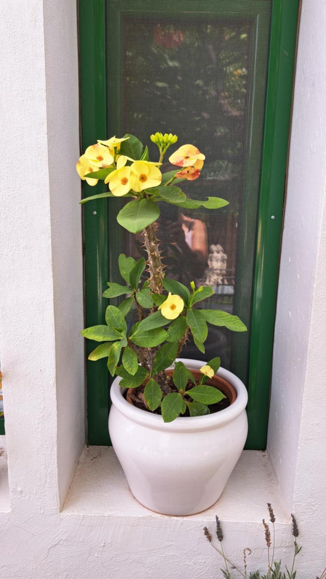 Casa Santana Segura Guest House Tejeda  Bilik gambar